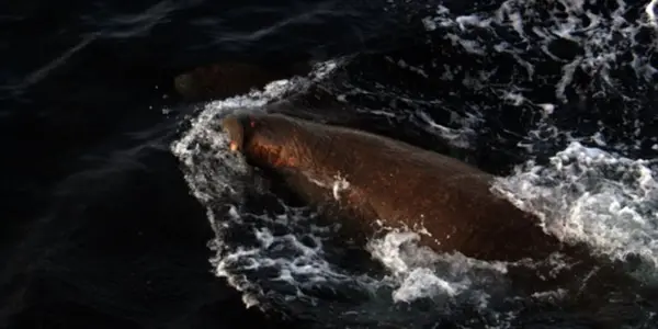 Russian Navy Boat Gets Too Close To Walrus Calves So Mama Takes It Out Of Commission