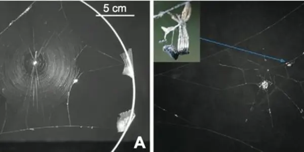 Mind-Controlling Wasps Enslave Zombie Spiders