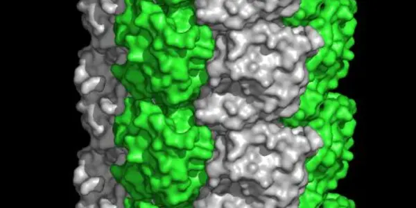 Spiky Filaments For Egg Fusion: Sperm Wield Tiny Harpoons