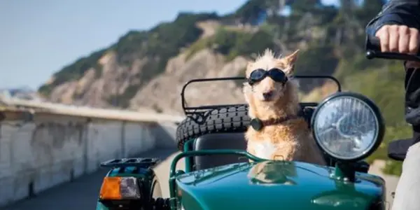 Wearable Tech For Dogs