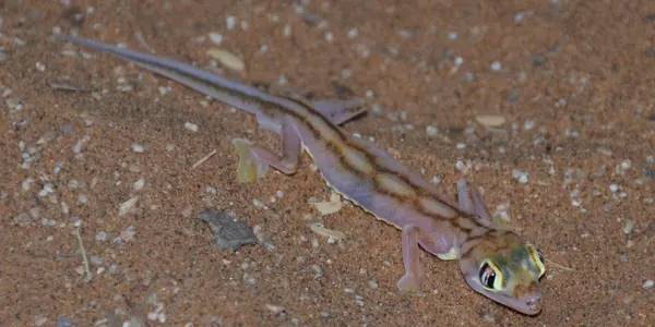 Geckos Without Sticky Feet Seem To Evolve Faster