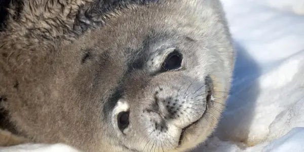 Deep-Diving Marine Mammals Get Heart Arrhythmias