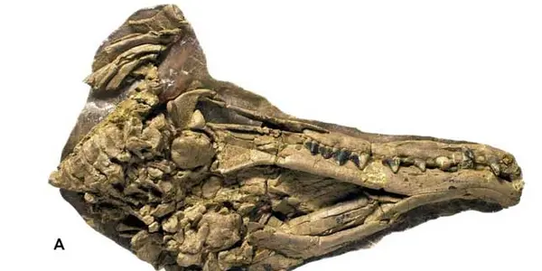 The Amphibious Ancestors of Whales