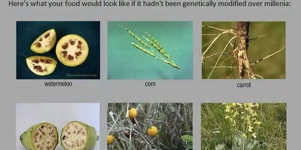 The Ancient Chemical Secret That Allowed Maize To Defend Itself