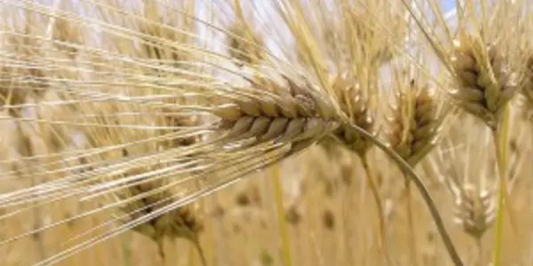 Gluten-Free Is Still A Fad For Most
