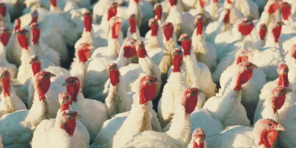 Did Science Build a Better Turkey?