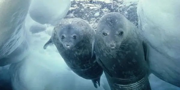 Why Is Antarctic Sea Ice Getting Thicker?