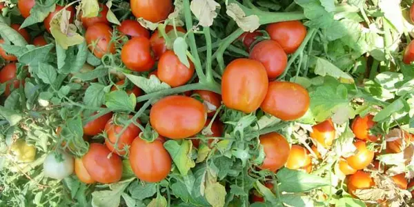 Antioxidants Of Wild Tomato Species Get Studied