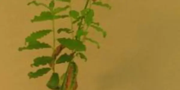 Alternative Medicine For Plants: Probiotics And Detox Instead Of GMOs