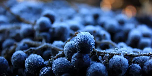 South Dakota Wine? New Grape Genetically Optimized For Extreme Temperatures