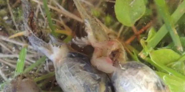 Is Ranavirus Behind Frog Population Declines?