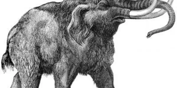 First Genome Wide Sequence Of Extinct Animal - The Woolly Mammoth