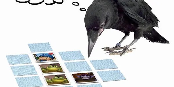 Why Crows Are Intelligent - Working Memory Neurons