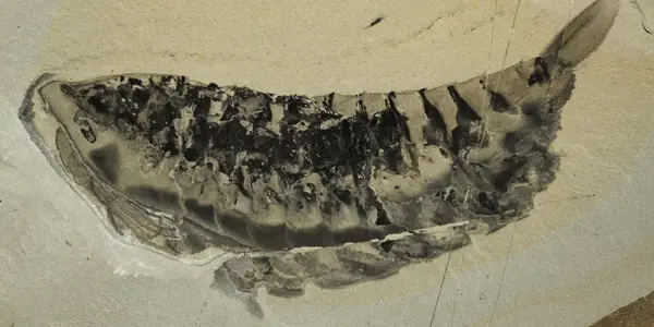Yawunik Kootenayi - Lobster With Two Sets Of Eyes From 500,000,000 B.C.