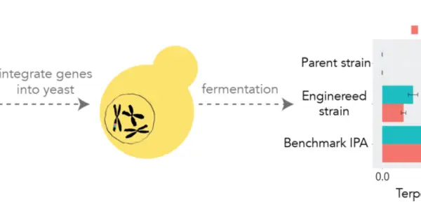 Better Beer With No Artificial Flavors Or Emissions - But There Is A Catch Activists Hate