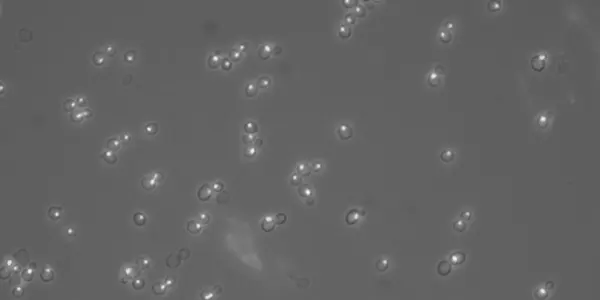 The Secret Life of Brewer's Yeast