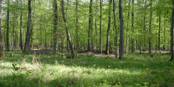 Forests Are The Green Lung Of The Earth - And The Younger The Better