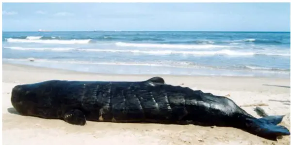 So where is the recent information on marine mammals in Indian waters!