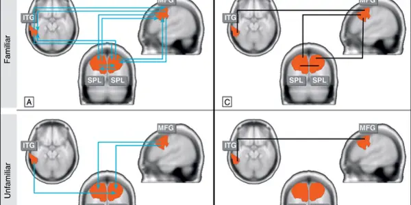 Connectivity Between Brain Areas Leads To Human Knowledge
