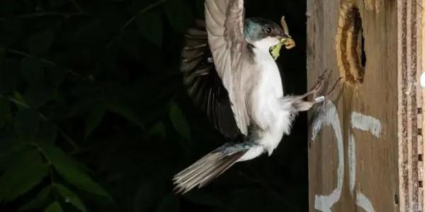 Canada's Long Point Bird Observatory Has 60% Fewer Insects - article teaser image