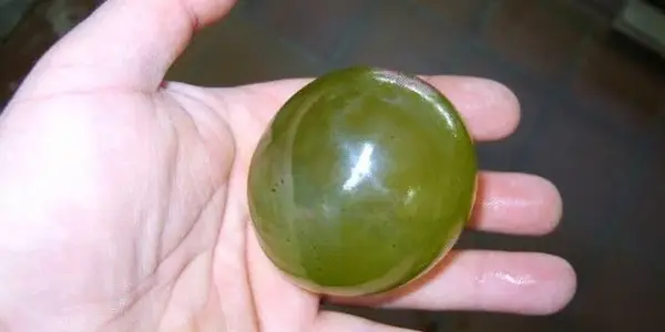 valonia_ventricosa