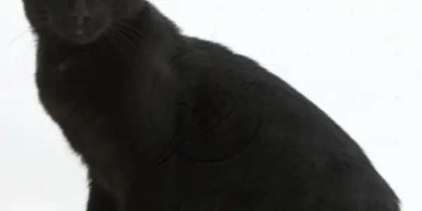 Black Cats in Dark Rooms