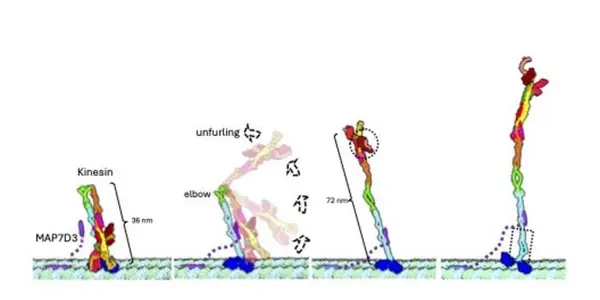 kinesin-1_protein