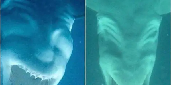 upside_down_shark