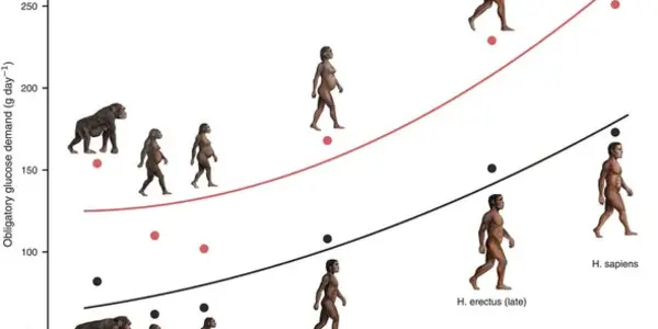 Meat Mattered In Brain Evolution But Carbohydrates Made Us The Apex