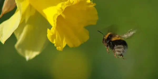 The Disappearance of Bees