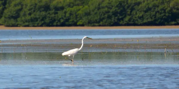 Sorry Galileo, Coastal Birds Use Tides And Moon Phases