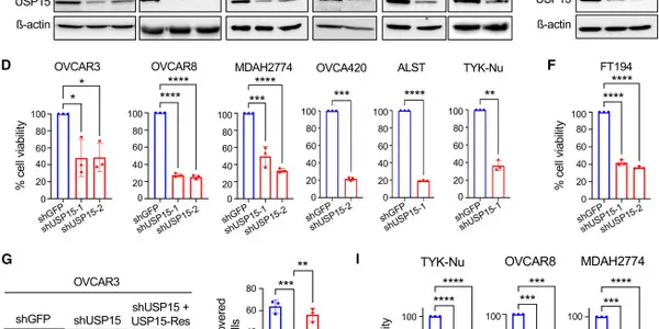Enzyme USP15 Limits Ovarian Cancer Cells And Boosts Chemotherapy