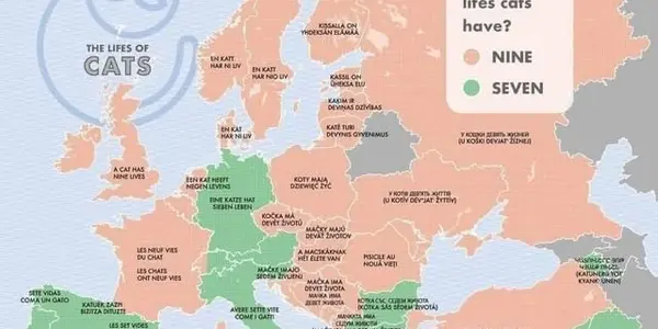 Epidemiology Call To Action: German Cats Have Two Fewer Lives Than French