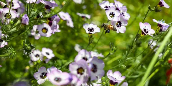 Leaf Them On The Ground: Benefit More By Doing Less Yardwork