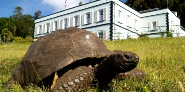 194 Year Old Tortoise DNA Shows Lifestyle Diseases Accelerate Aging