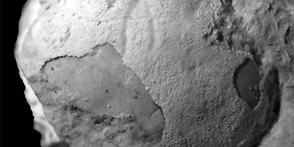 Cycloprosopon Dobrogea: New 150 Million Year Old Crab Species Discovered