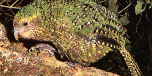 Saving The Kakapo From Extinction