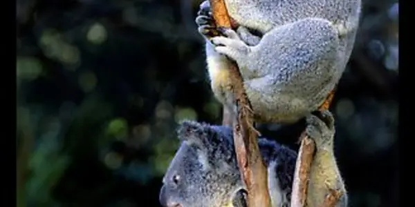 Saving Koalas From Chlamydia