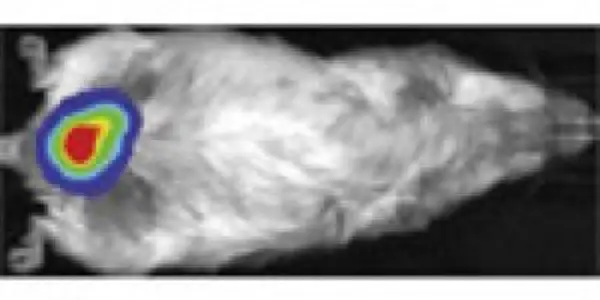 Skinny Mouse Fat Depot Leads To Cell Discovery About Obesity