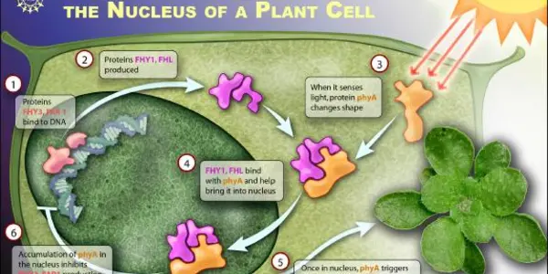 How Plants Evolved Their Response To Light