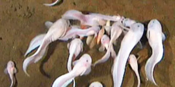 Pseudoliparis Amblystomopsis - Deepest Ocean Camera Views Surprisingly Cute Snailfish