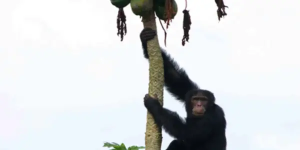 Even Female Chimps Love The Bad Boys