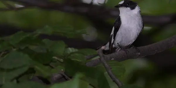 Bold Birds Get Babes
