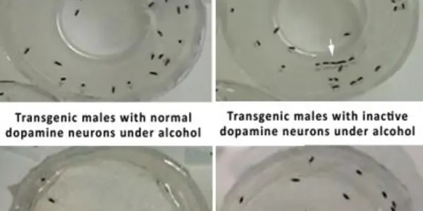 Study: The Physiological Effects Of Alcohol On Sexual Behavior