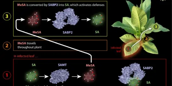 Reducing Pesticides In Plants With ... Aspirin?