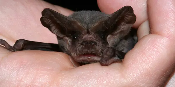 Study: How Mexican Freetail 'Singing' Bats Communicate