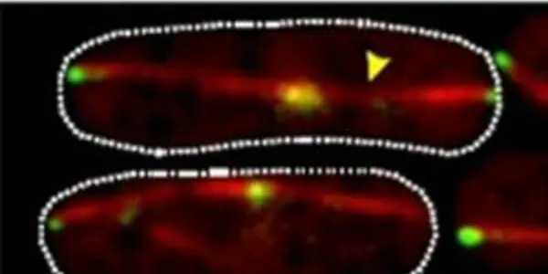 Molecular Motors And Brakes Work Together In Cells