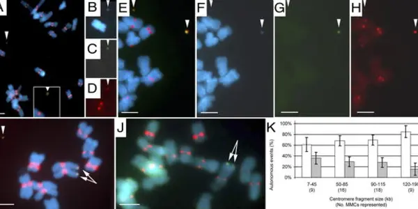 Maize Mini-Chromosomes Transform Transgenics
