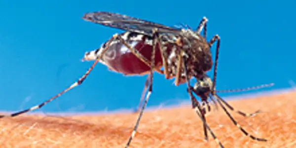 Mosquito's Lust for Sugar Can Fight Malaria