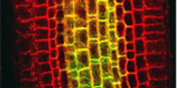 Scientists Pinpoint Proteins That Direct Plant Growth, Development